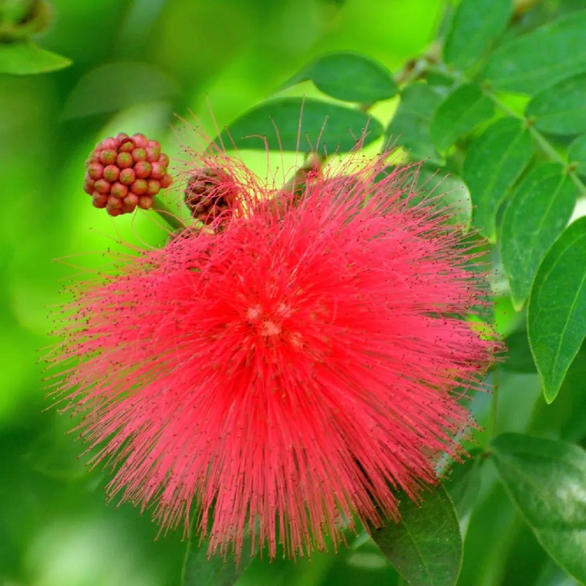 Mimosa Pudica Flower seeds for Planting – Fragrant Blossoms, Heirloom & GMO Free Seeds for Home Garden
