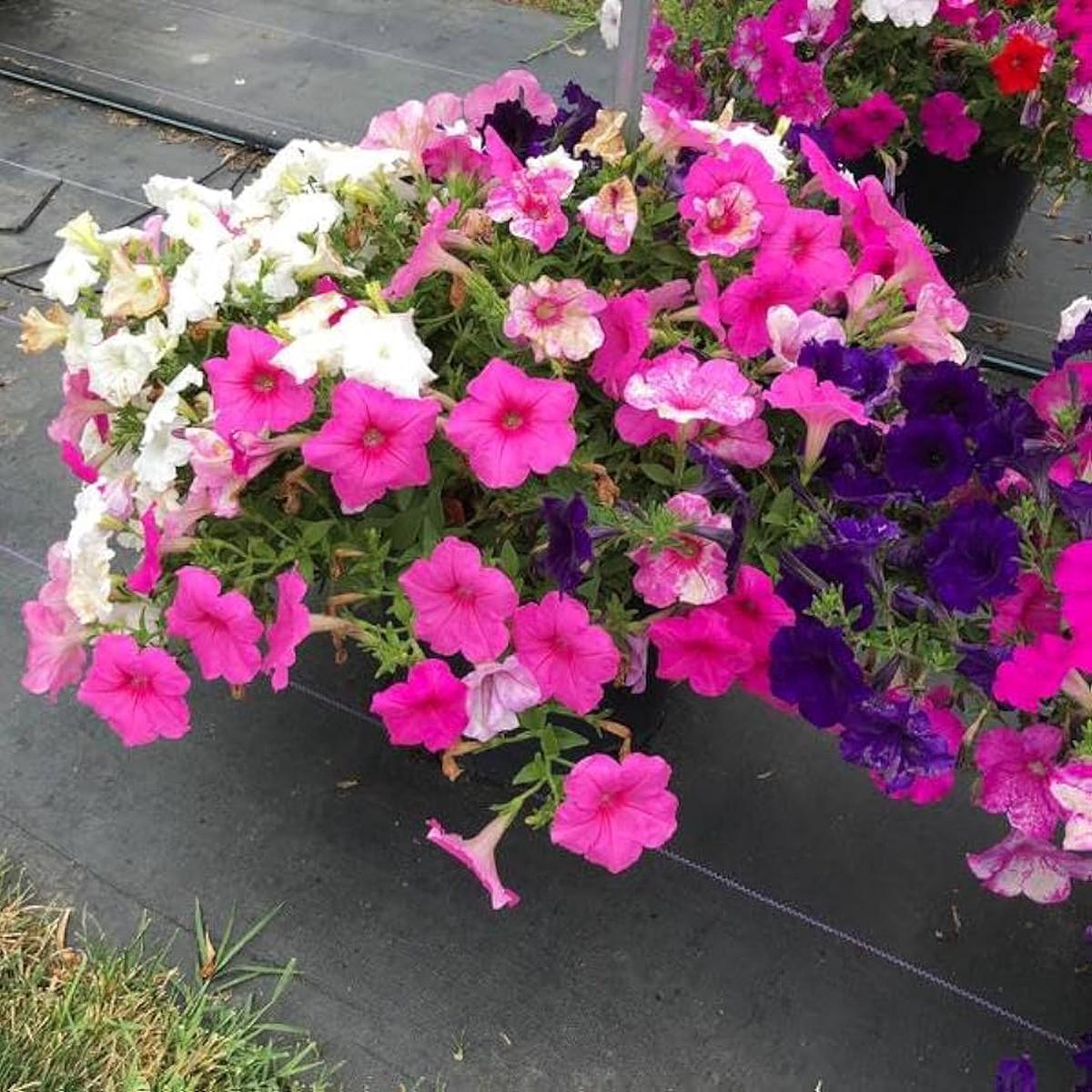 Mixed Petunia Petunia spp. Flower Seeds for Planting in Flower Bed