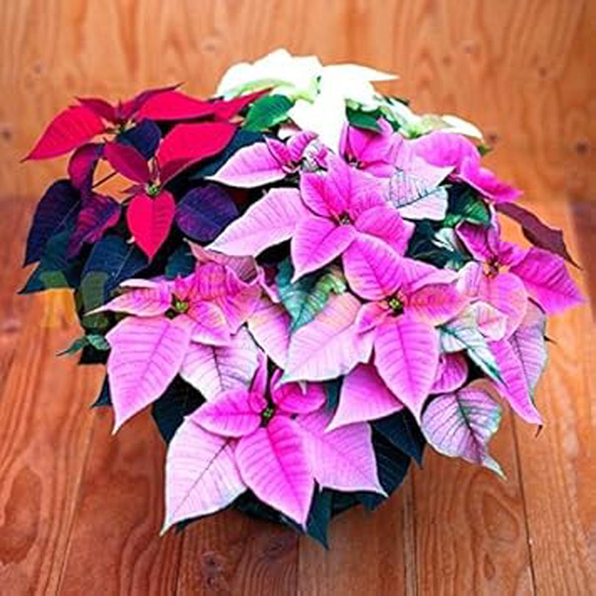 Mixed Poinsettia Flower Seeds – 100 pcs