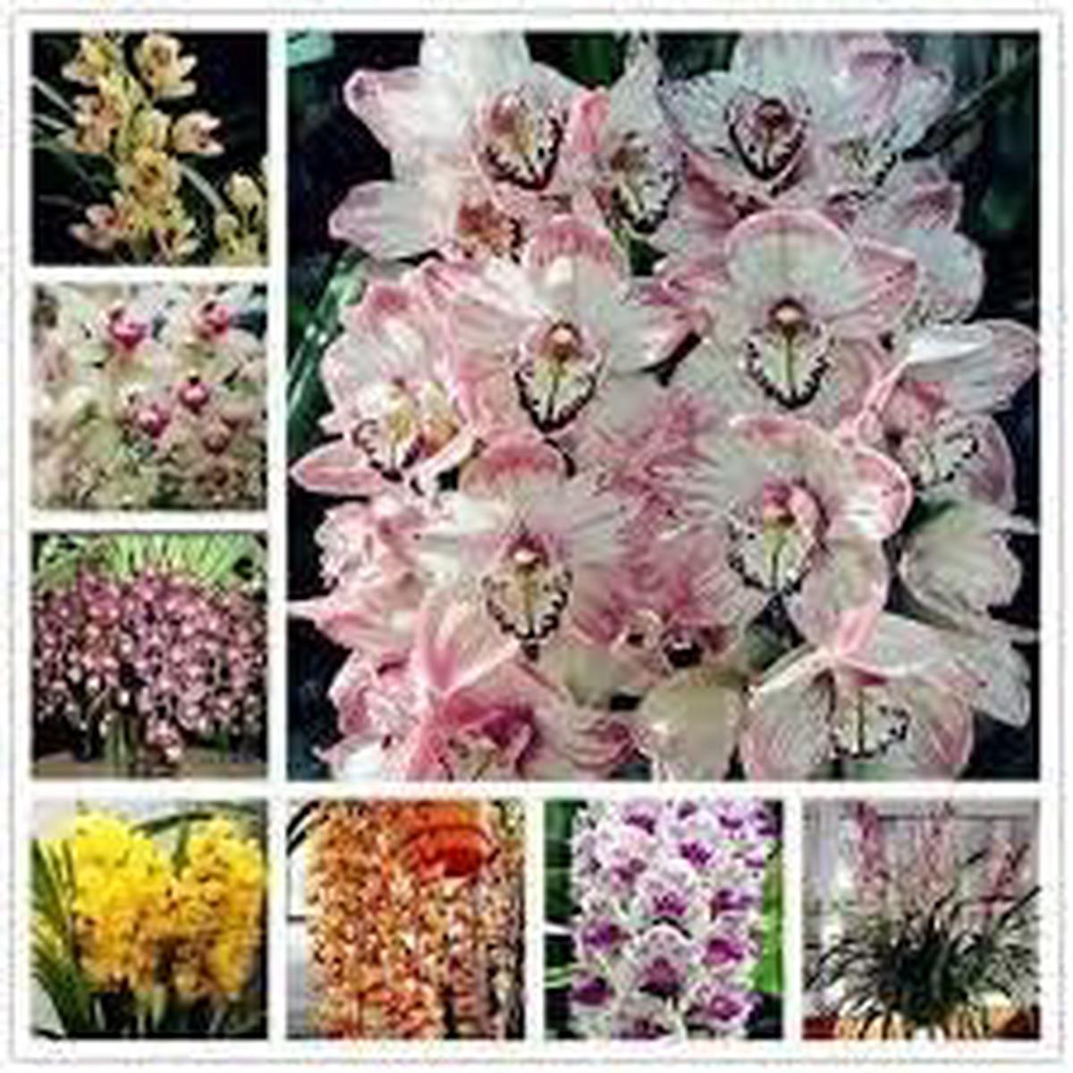 Multi Color Cymbidium Maxillaria Heirloom Non-GMO Seeds for Planting High Germination Organic Garden Seeds