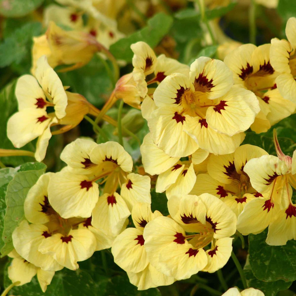 Nasturtium Seeds – Cream Troika