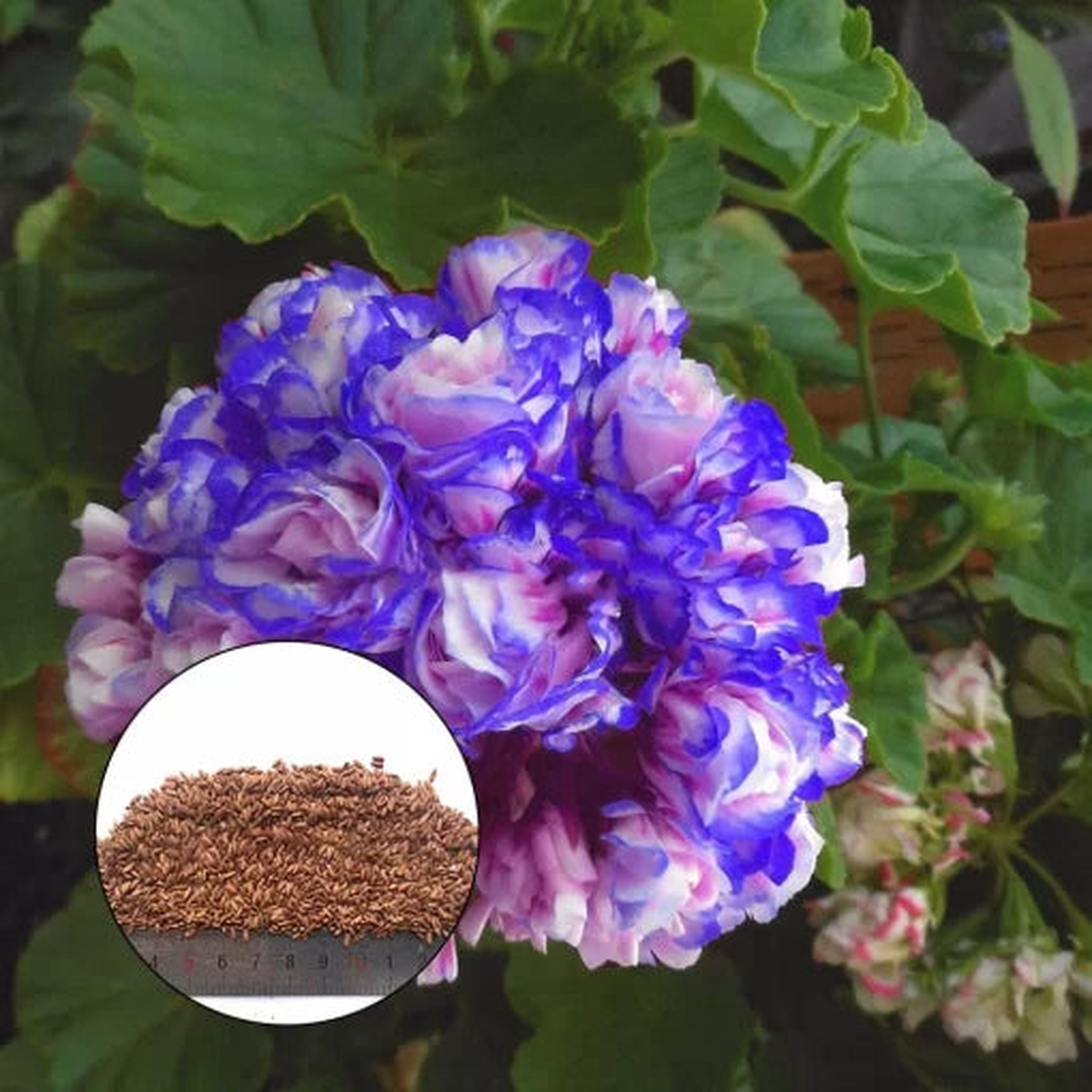 Night Blue Geranium Seeds | Deep Blue Rosebud Geranium  Heirloom, Non-GMO, High Germination Organic Garden Seeds