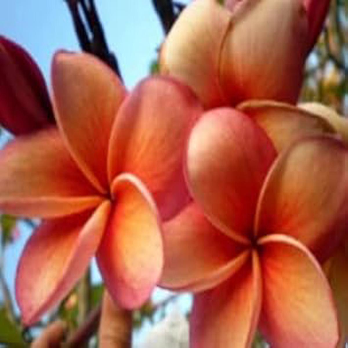 Orange Frangipani Flower seeds for Planting Cut Flower Favorite Heirloom & GMO Free Seeds for Home Garden Sale