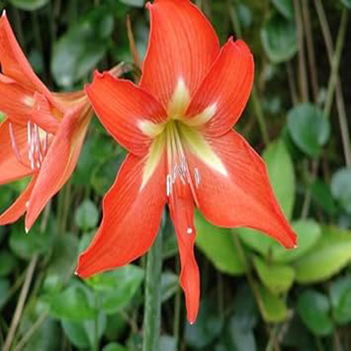 Orange Hippeastrum Rutilum Flower seeds for Planting – Wildflower Mix, Heirloom & GMO Free Seeds for Home Garden