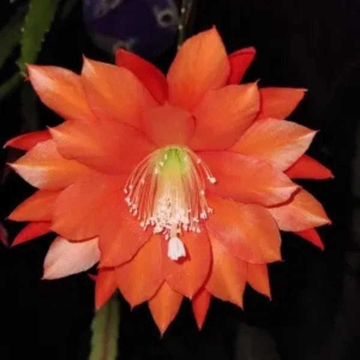 Orange Nopalxochia Flower Seeds for Planting  Heirloom Non-GMO Seeds for Home Garden