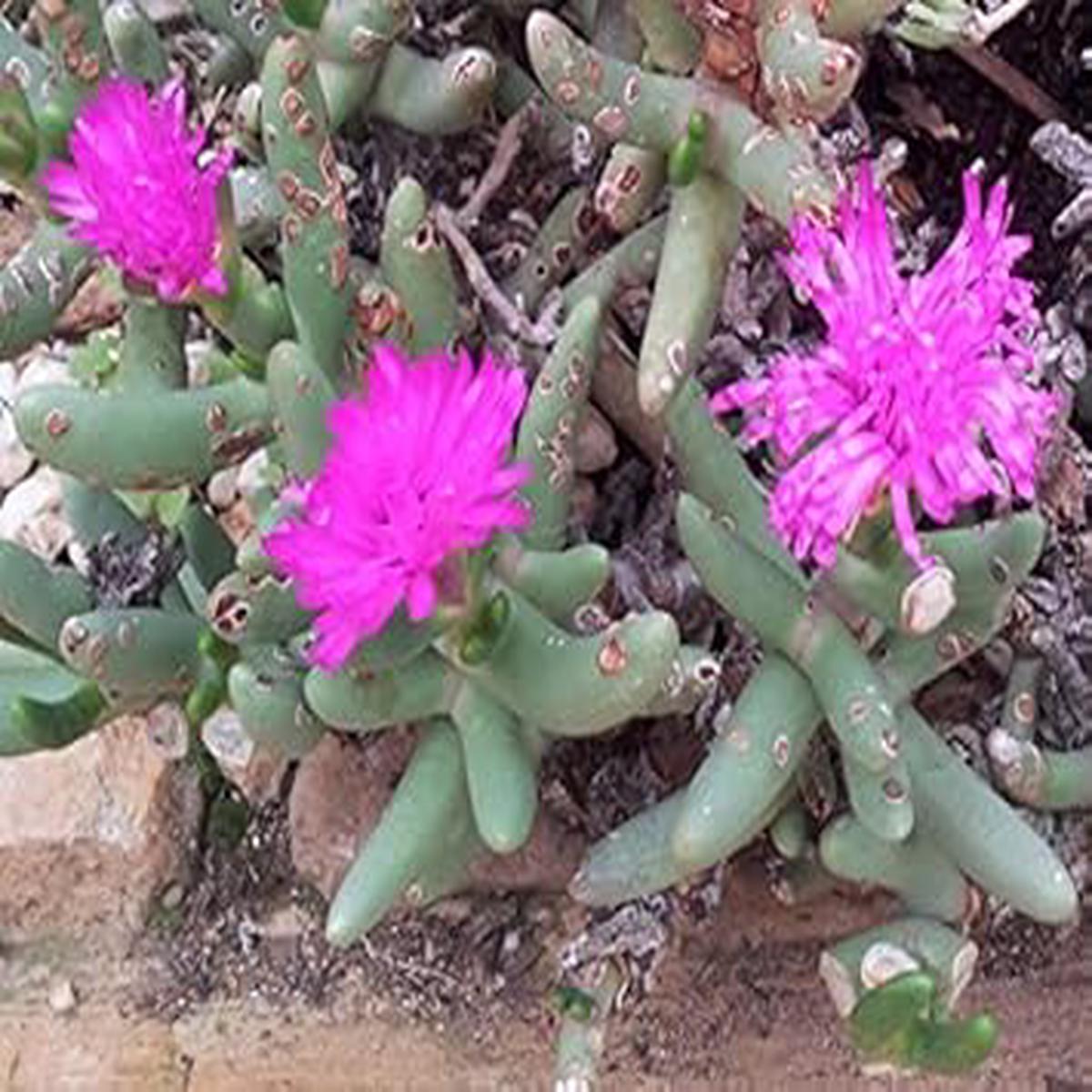Organic Pink Namaquanthus Flower Seeds for Planting Heirloom, Non-GMO