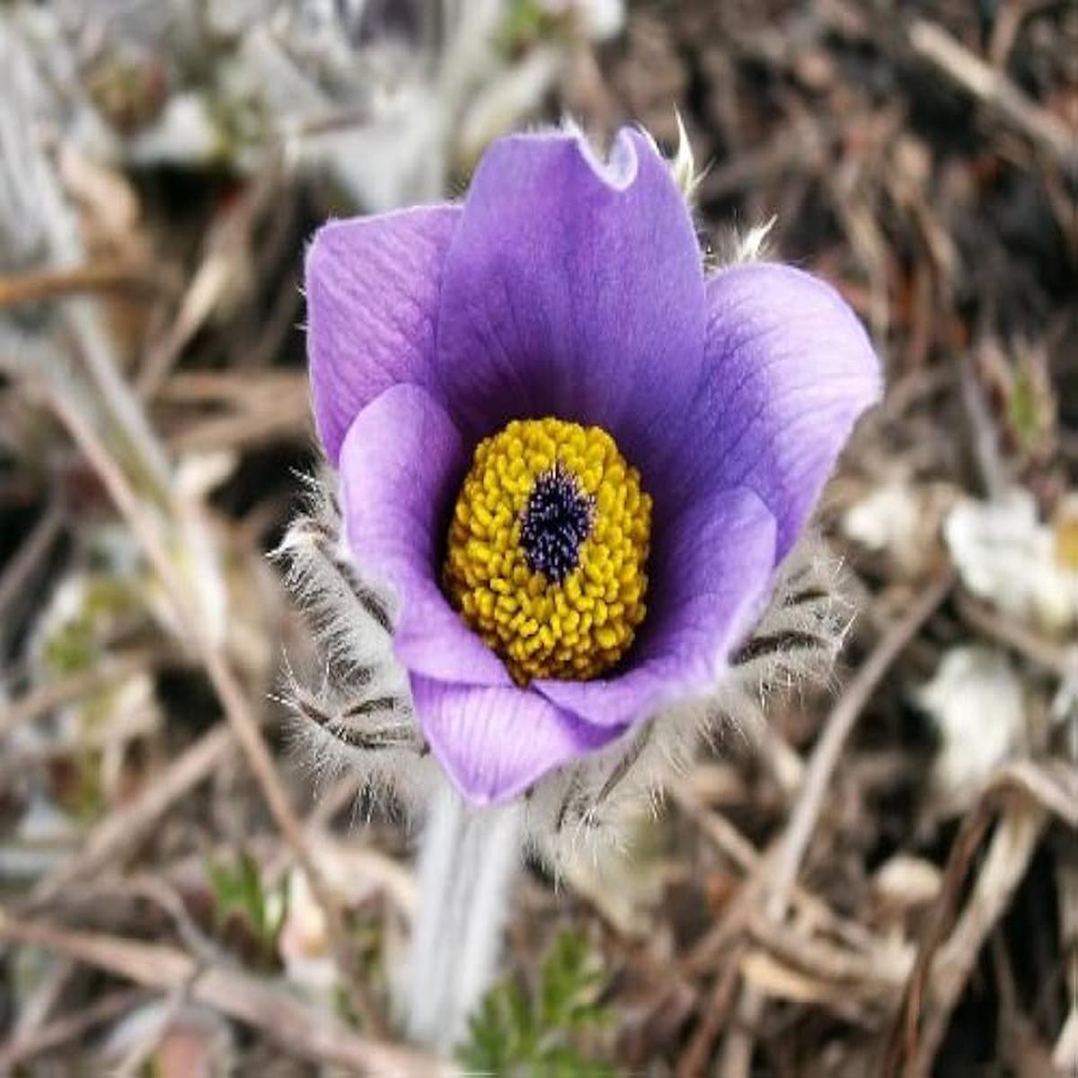 Pasque Flower Pulsatilla Seeds Heiler Stain Vulgaris Perennial Blooms