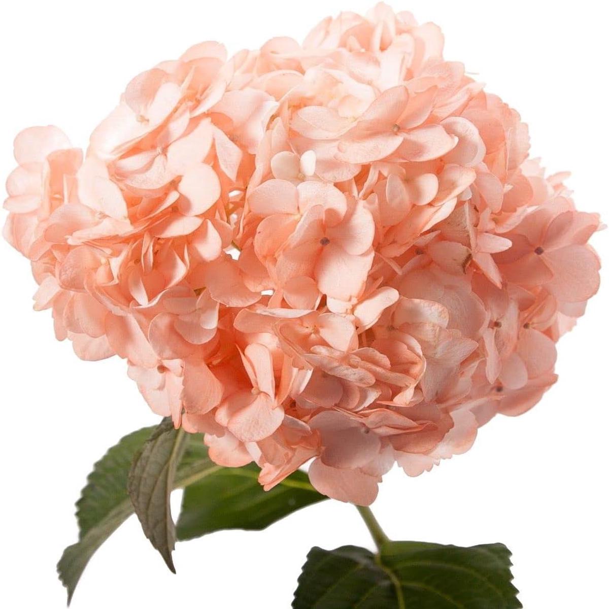 Peach Hydrange a Flower seeds for Planting – Garden Favorite, Heirloom & GMO Free Seeds for Home Garden