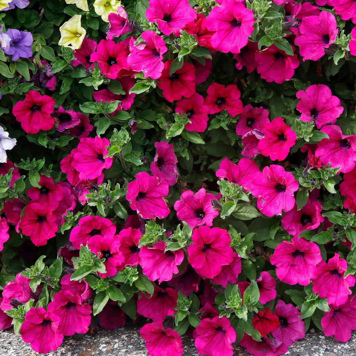 Petunia Seeds – Rose of Heaven