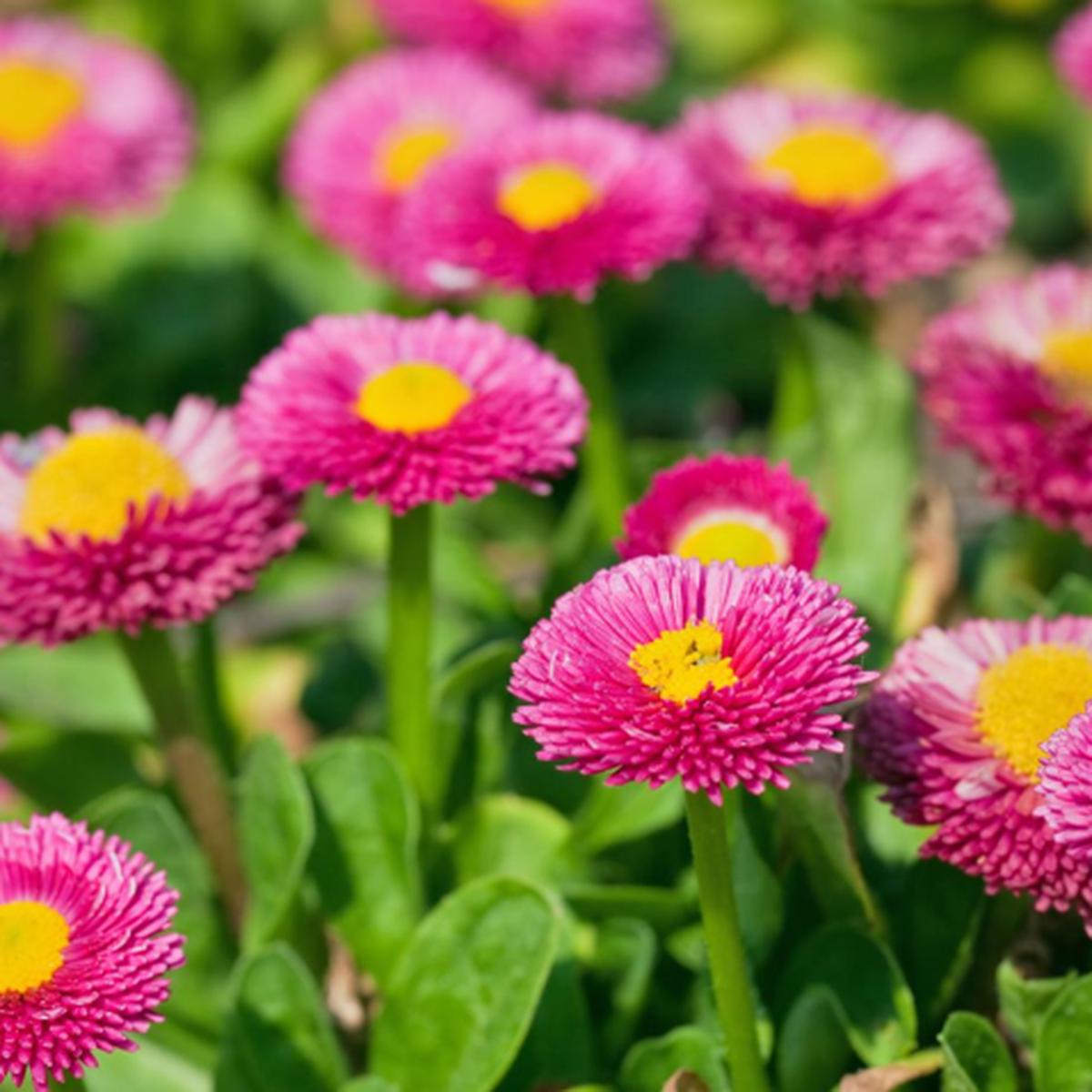 Pink Bellis Flower Seeds for Planting  Heirloom, Non-GMO, Premium Organic Garden Seeds