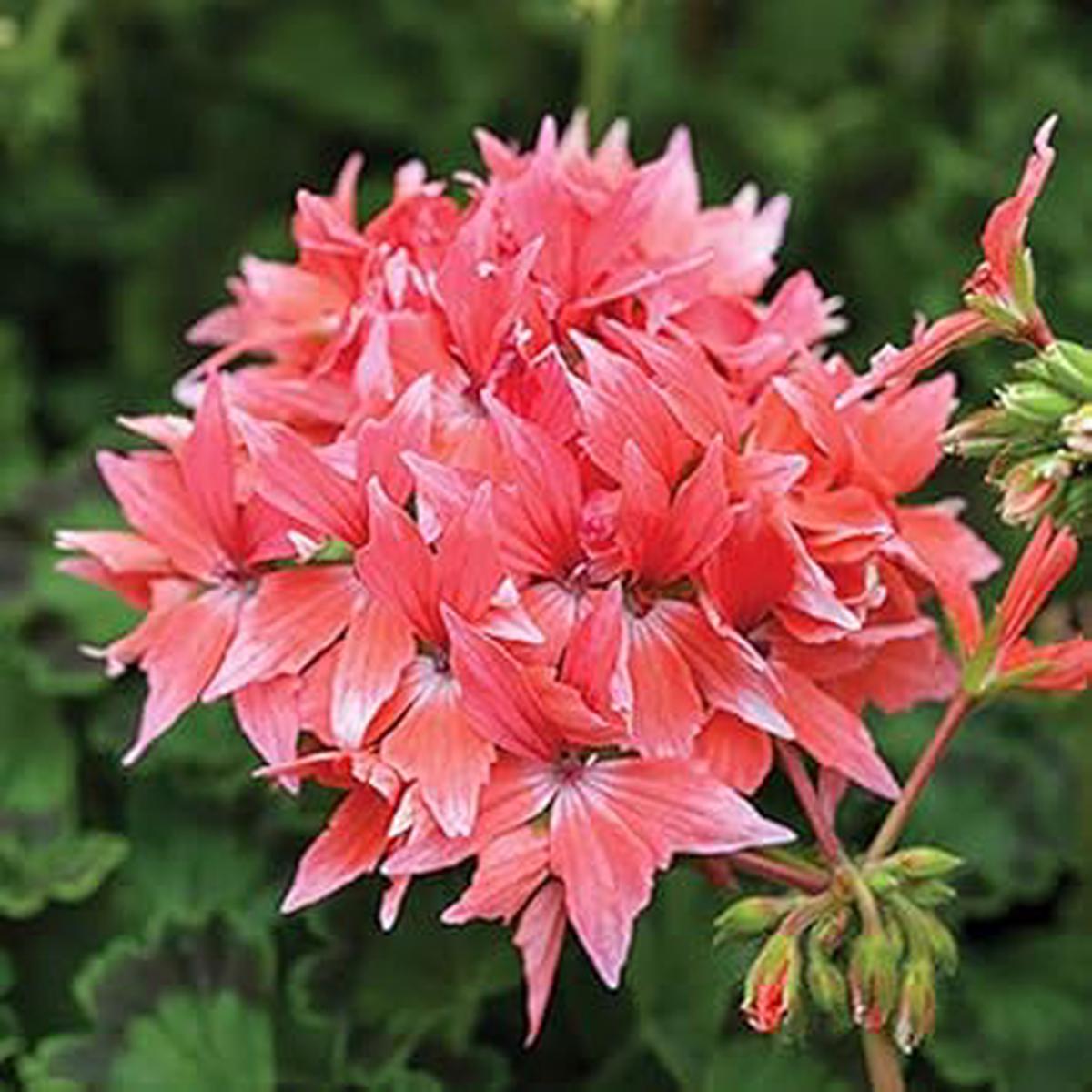 Pink Big Blooms Geranium Heirloom Non-GMO Seeds for Planting  High Germination Organic Garden Seeds