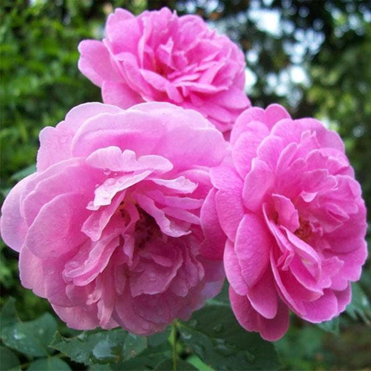 Pink Damask Rose Flower Seeds for Planting  Heirloom, Non-GMO, High Germination Organic Garden Seeds