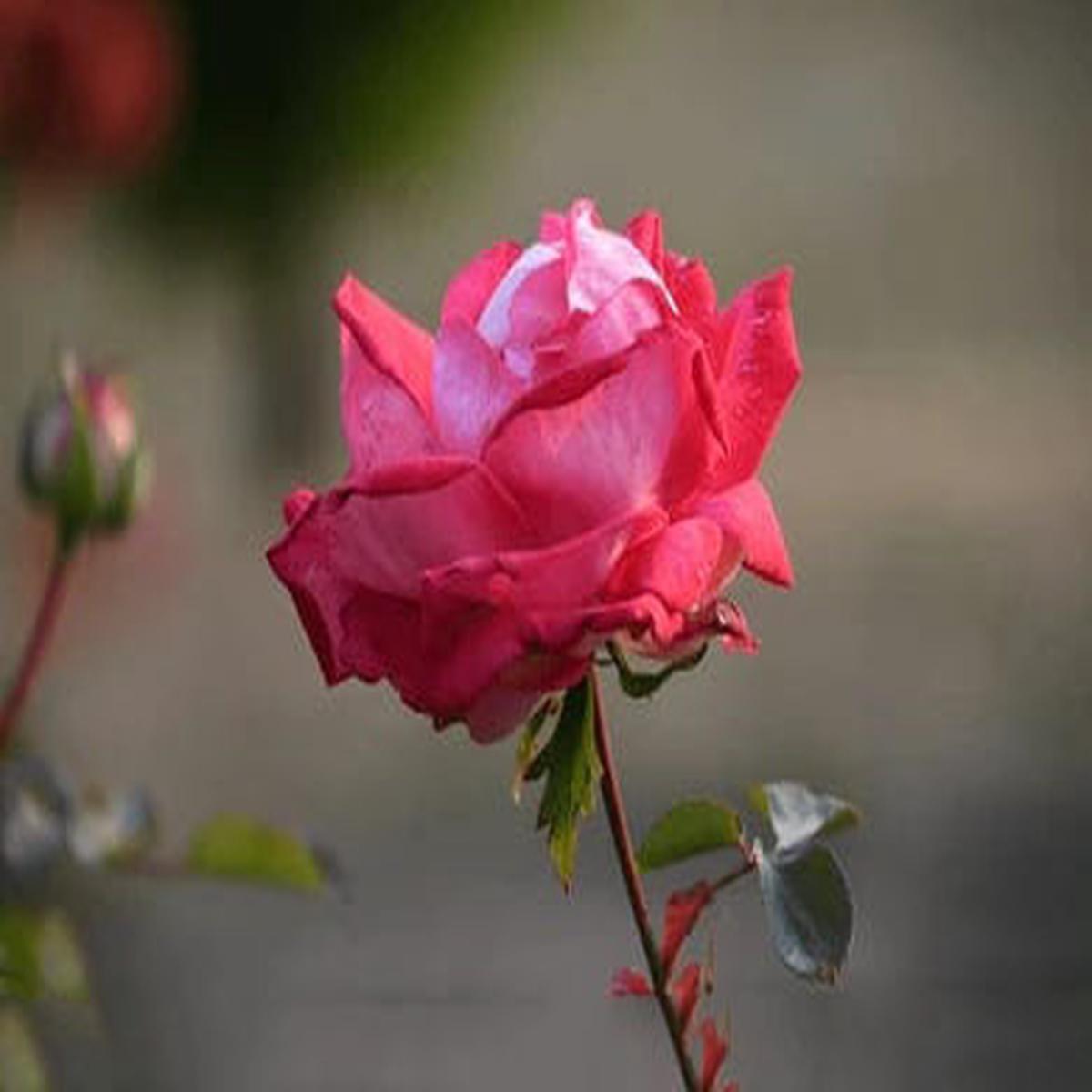 Pink Red Rose Flower Seeds for Planting  Heirloom Non-GMO High Germination Organic Garden Seeds