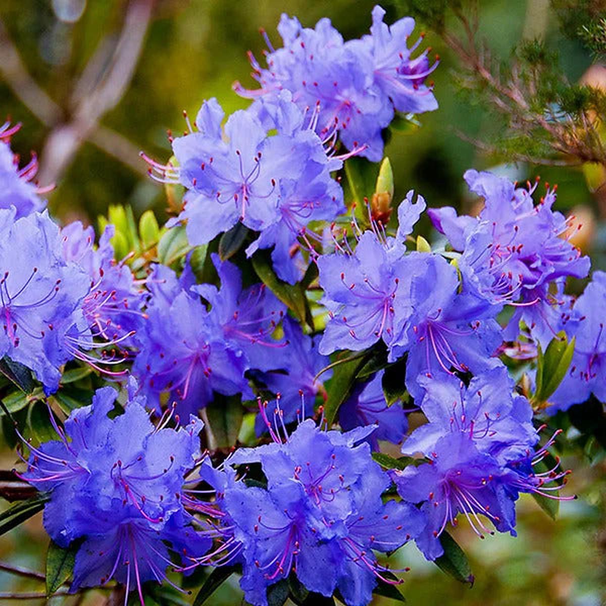 Purple Azaleas Flower seeds for Planting – Bright Blooms, Heirloom & GMO Free Seeds for Home Garden