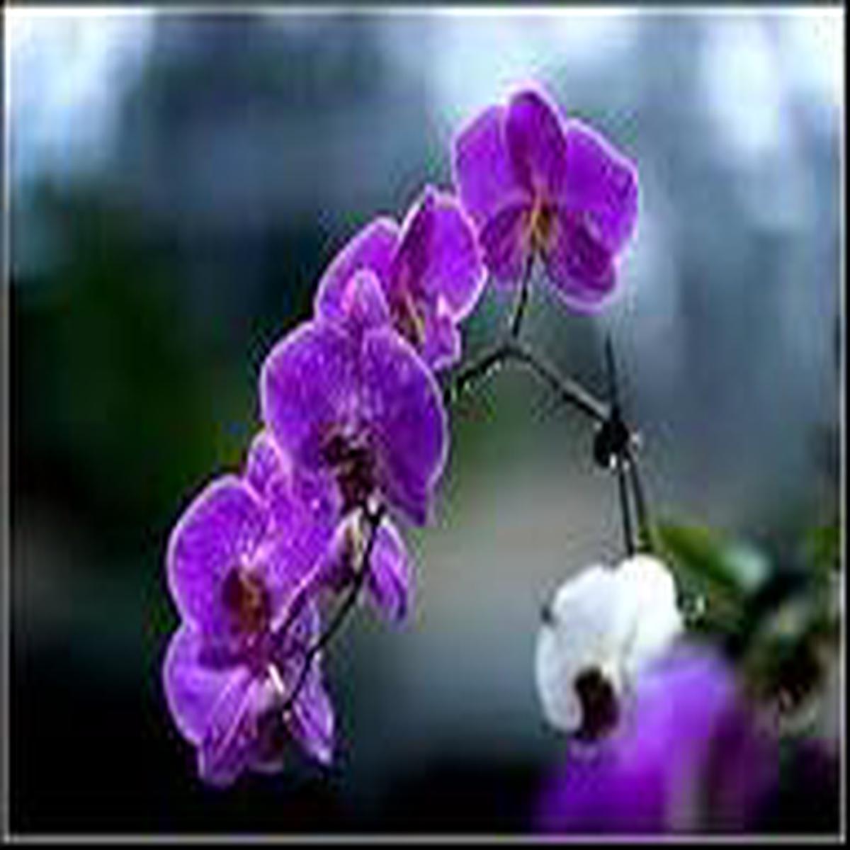 Purple Phalaenopsis Orchid Flower Seeds for Planting  Heirloom, Non-GMO, High Germination Organic Garden Seeds