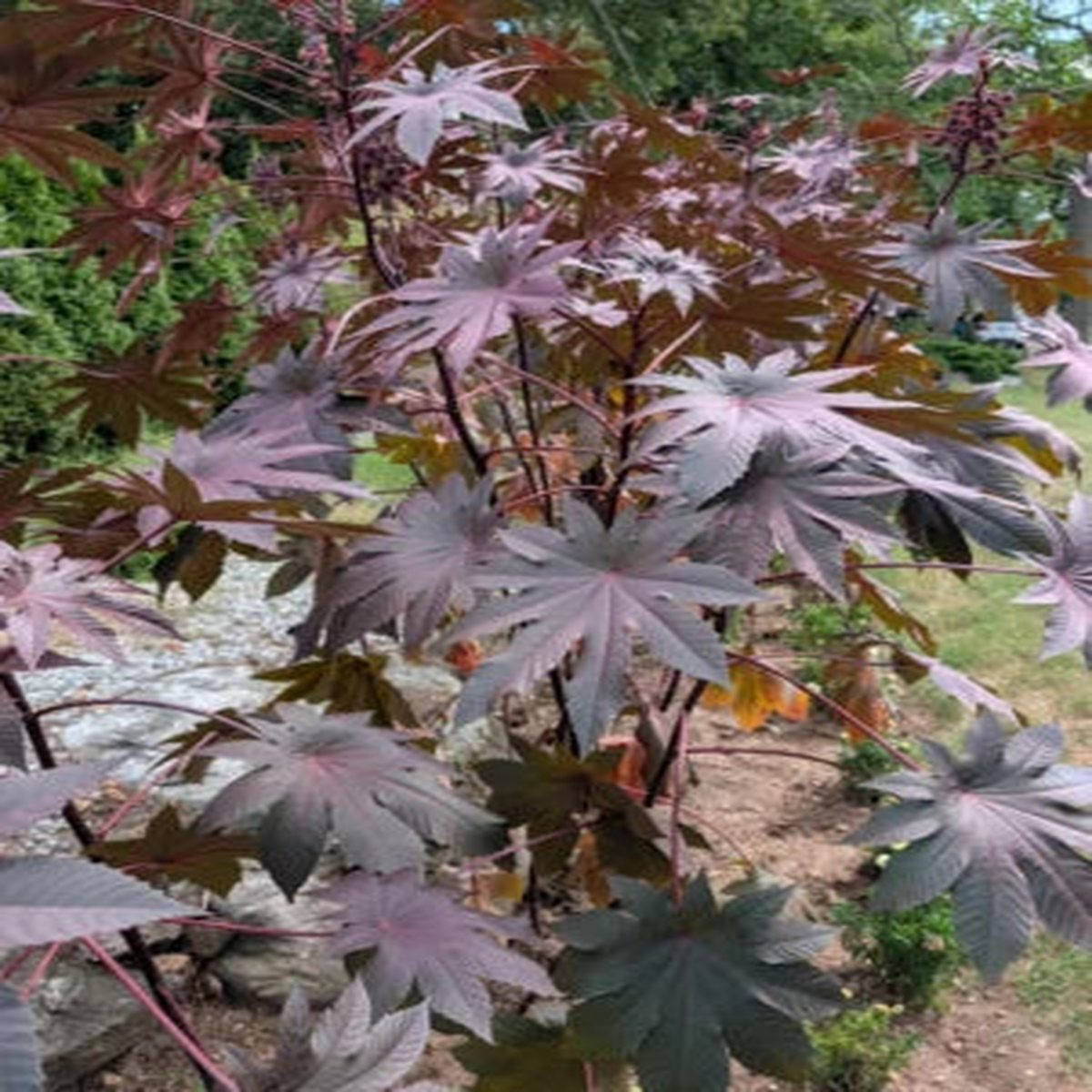 Purple Wonder Tree Pods Exotic Seeds for Planting Organic USA Seeds for Planting Ships free  Heirloom, Non-GMO
