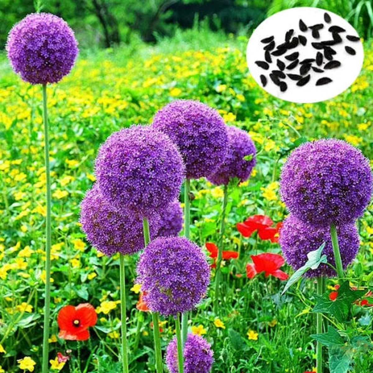 Rare Rose Seeds | Balcony Potted Decorative Rose Variety  Heirloom, Non-GMO, High Germination Organic Garden Seeds