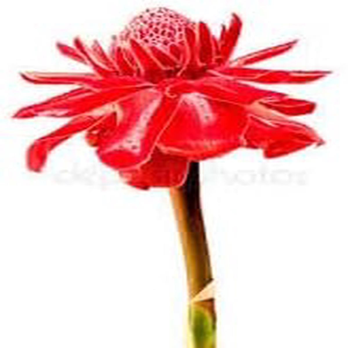 Red Etlingera Flower seeds for Planting – Compact Growth, Heirloom & GMO Free Seeds for Home Garden
