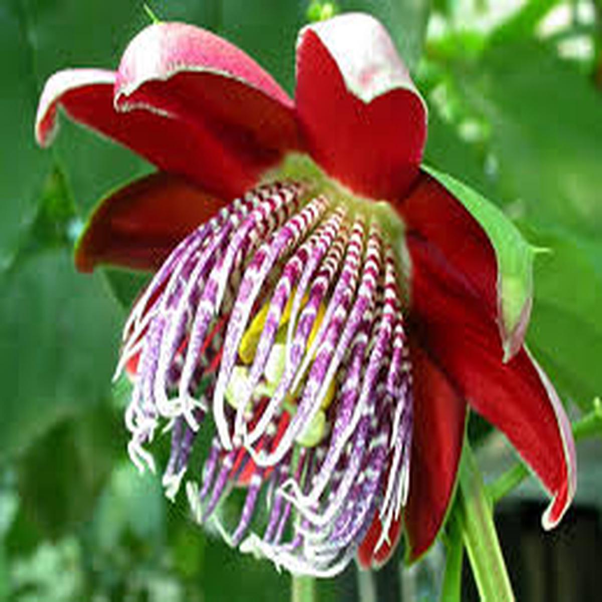 Red Passiflora Alata Flower Seeds for Planting – Premium Quality, Heirloom, Non-GMO & High Germination Garden Seeds, 100pcs
