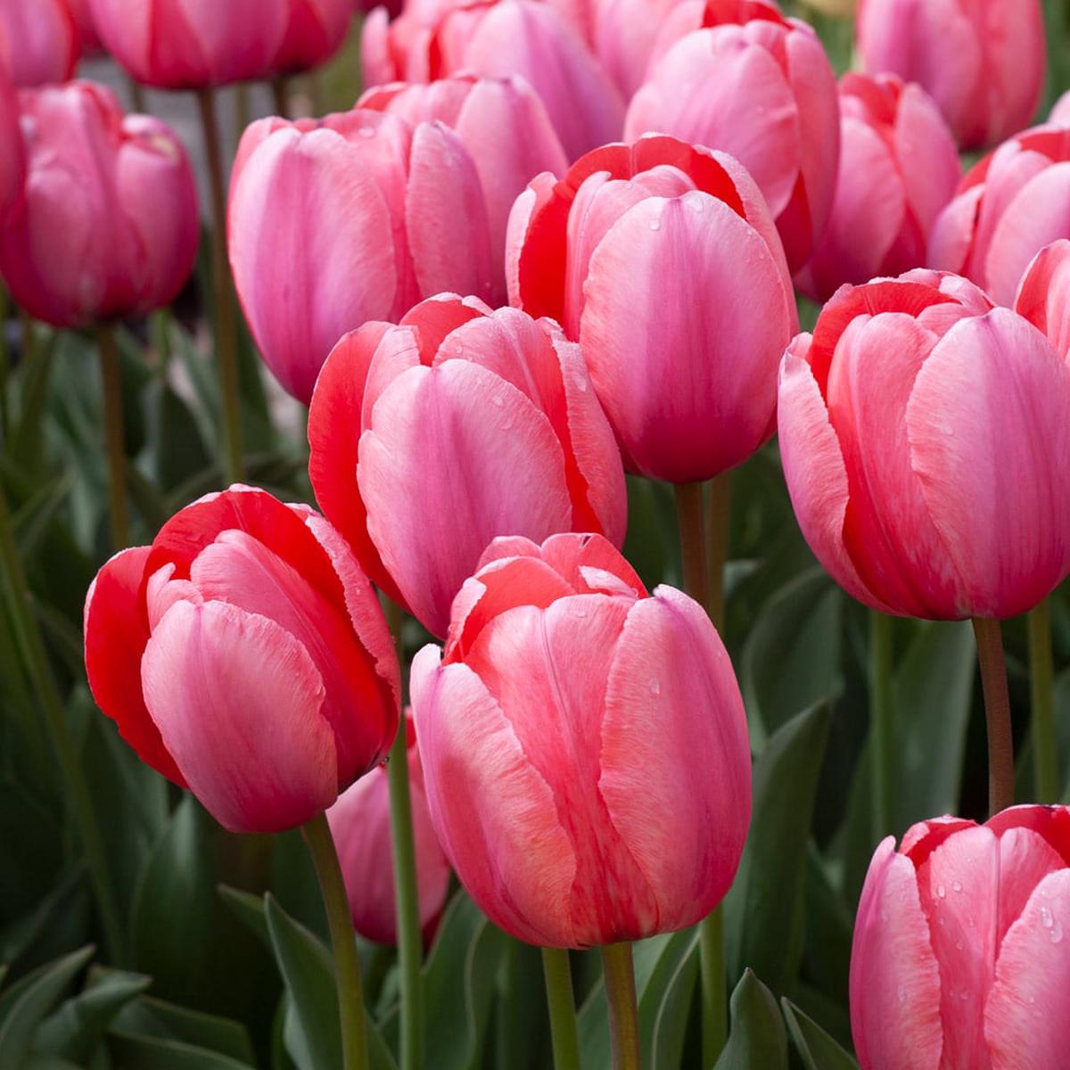 Red Pink Tulip Flower Seeds for Planting – Heirloom, Non-GMO, Sun-Loving Organic Garden Seeds with High Germination