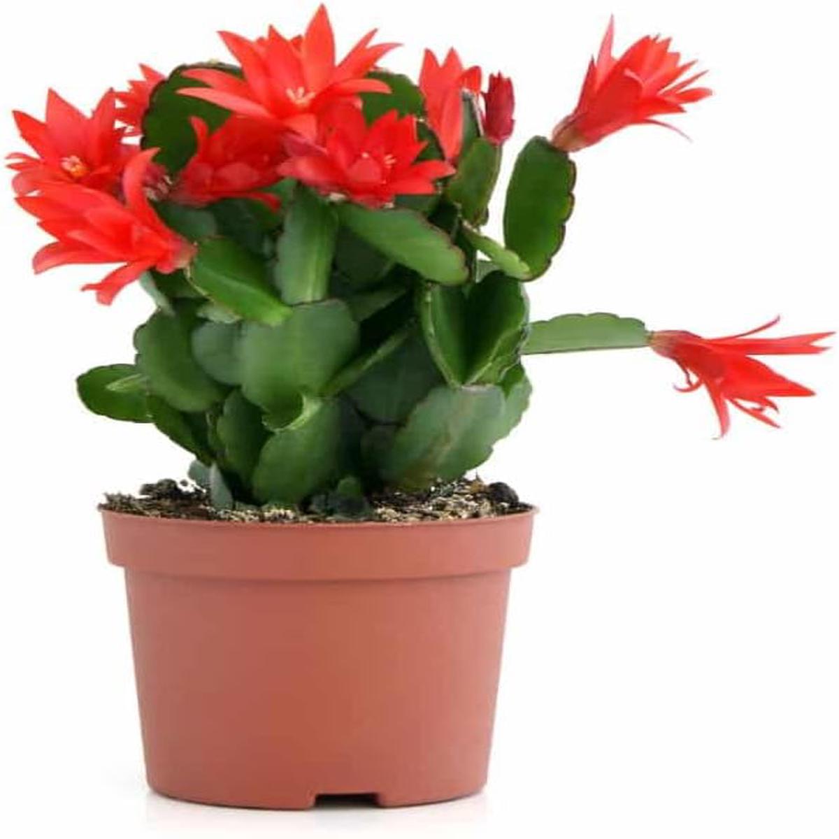 Red Schlumbergera Flower seeds for Planting Hardy Variety Heirloom & GMO Free Seeds for Home Garden
