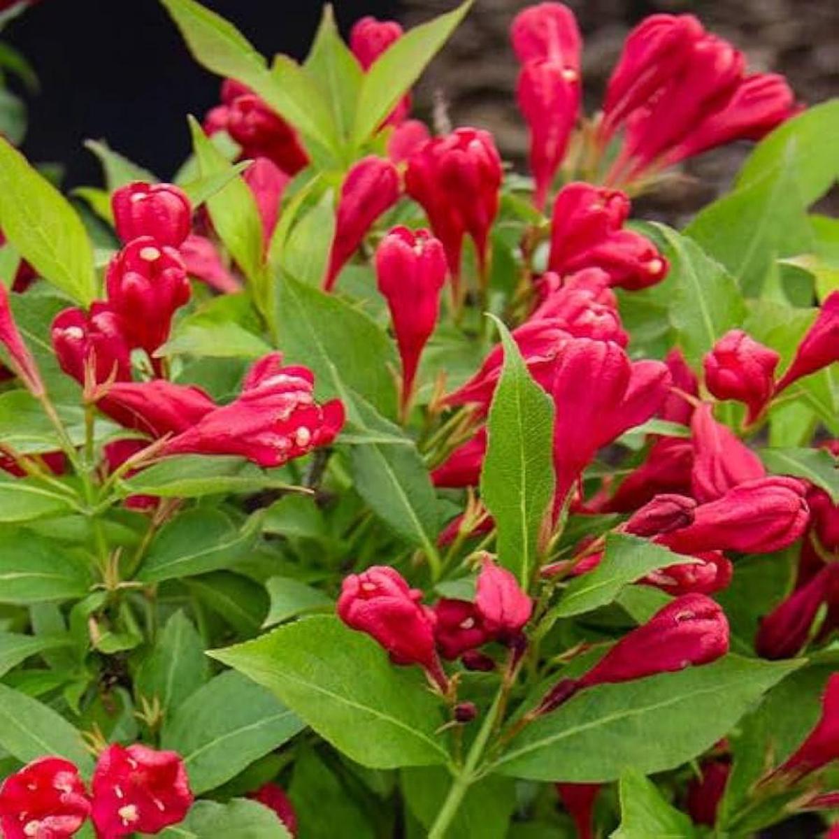 Red Weigela Flower Seeds for Planting  Heirloom, Non-GMO, High Germination Organic Garden Seeds
