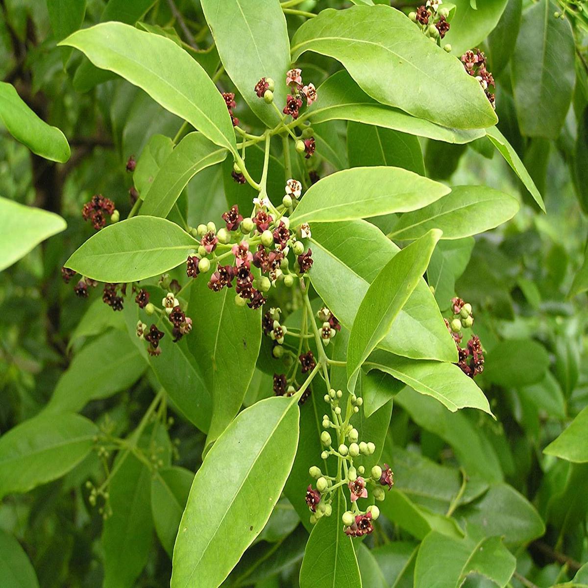 Santalum Album Plant Seeds  Heirloom Non-GMO Seeds for Aromatic Garden