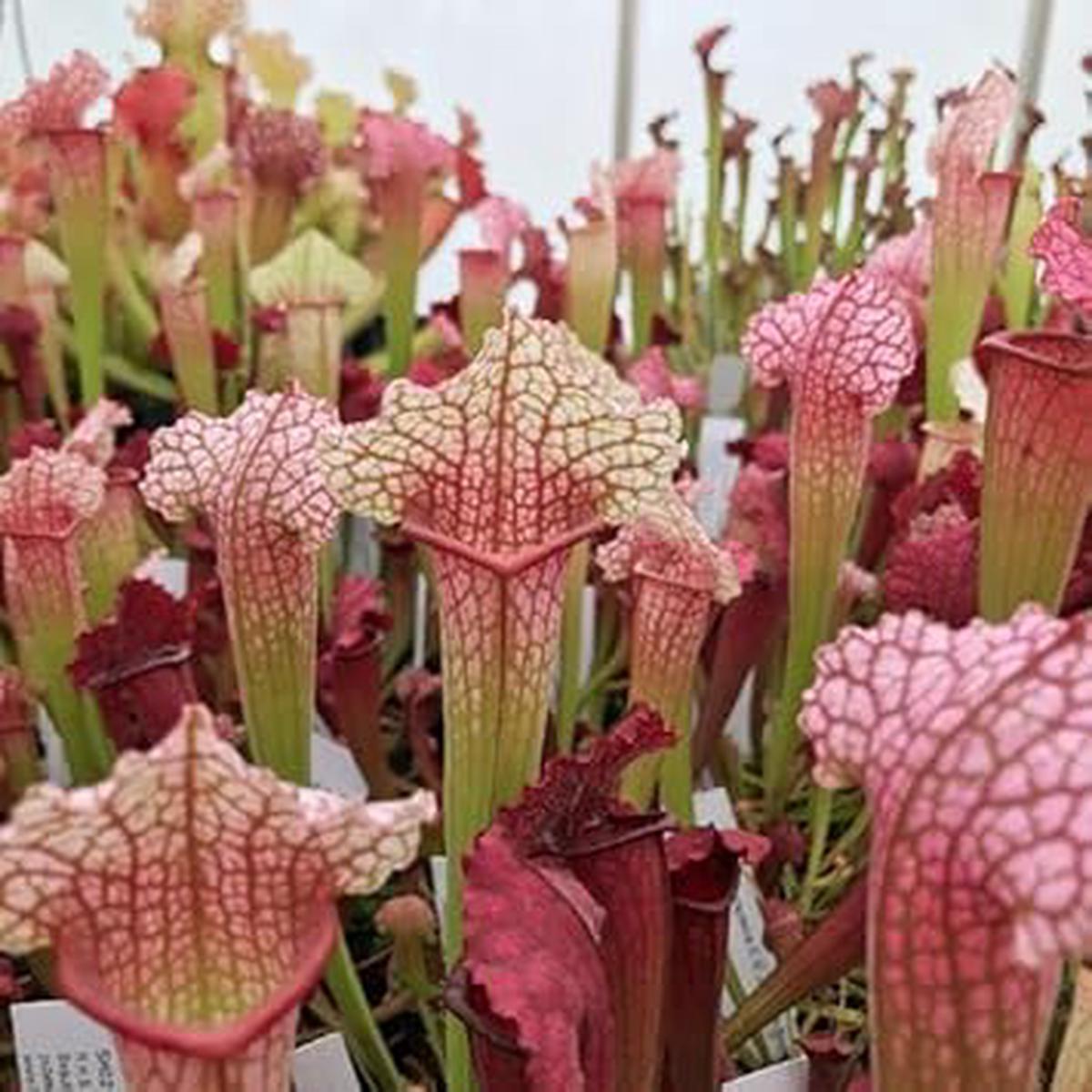 Sarracenia Flower seeds for Planting – Wildflower Mix, Heirloom & GMO Free Seeds for Home Garden