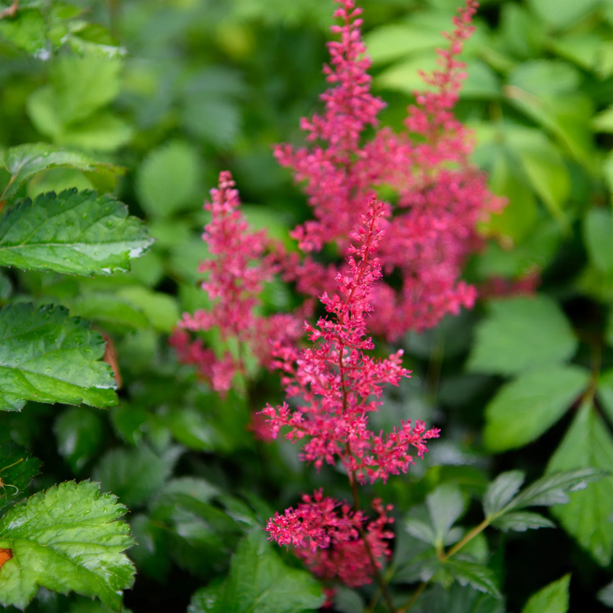 Sentinel Flower Home Landscape Plant Seeds
