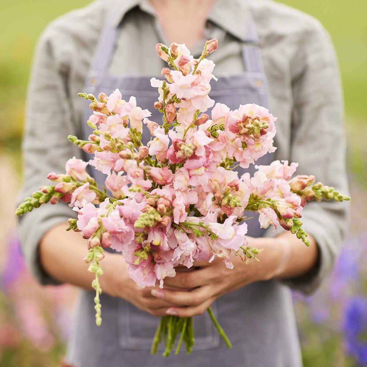 Snapdragon Seeds – Appleblossom