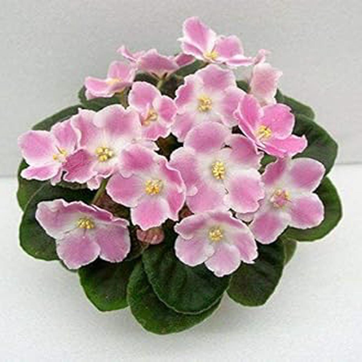 Soft Pink Mini Violet Rare Flower Seeds for Planting  Heirloom, Non-GMO, Organic Garden Seeds with High Germination