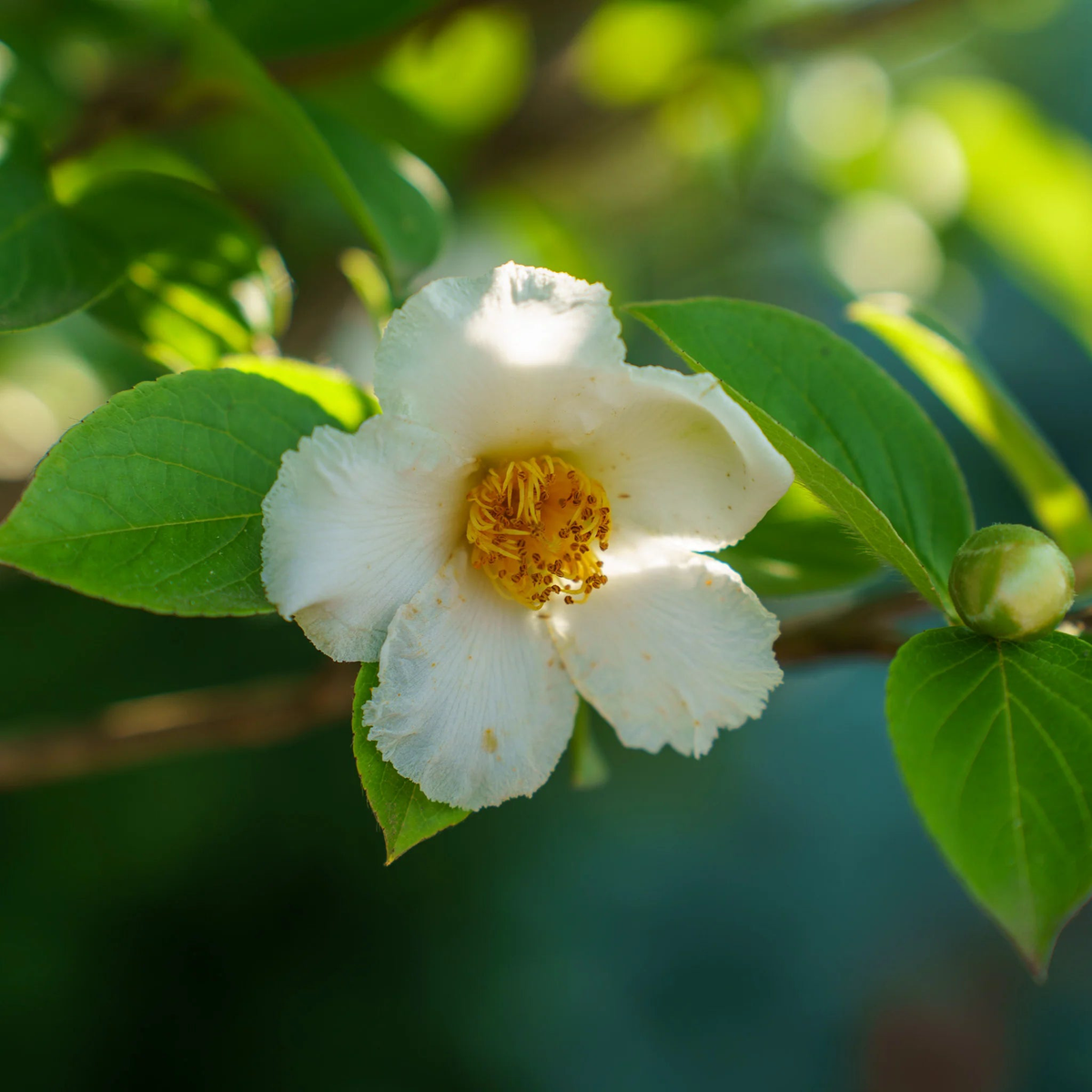 Stewartia White Seeds for Planting Organic, Heirloom, Non-GMO Ornamental Tree Seeds