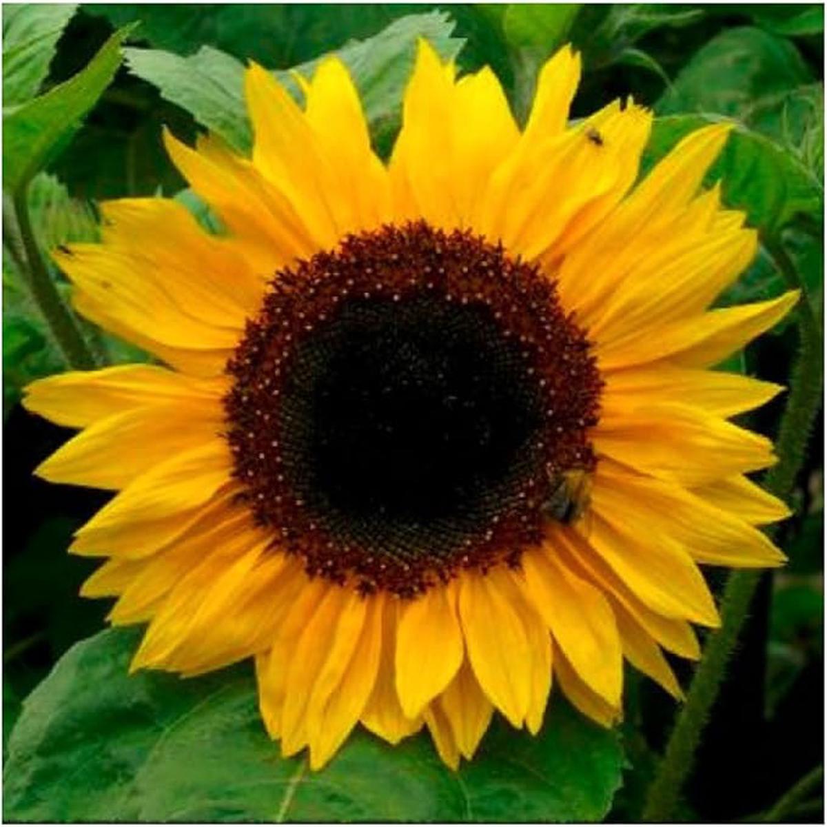 Sunflower Series Yellow Seeds (100 Pcscm Height) for Compact Sunflowers