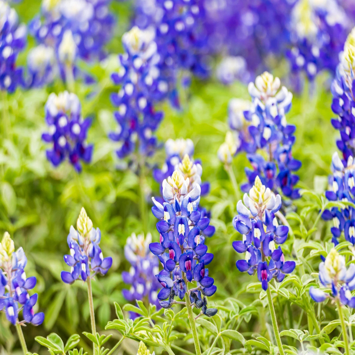 Texas Bluebonnet Seeds Lupinus texensis Texas State Flower Genuine  Heirloom, Non-GMO, High Germination Organic Garden Seeds
