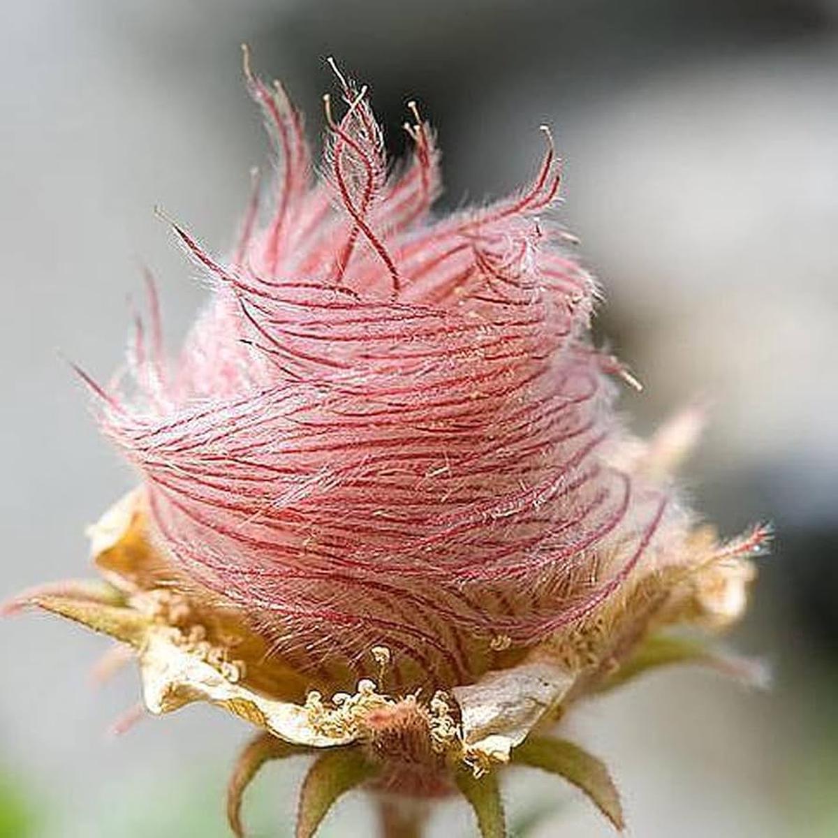 Triflorum Flower Seeds for Planting  100