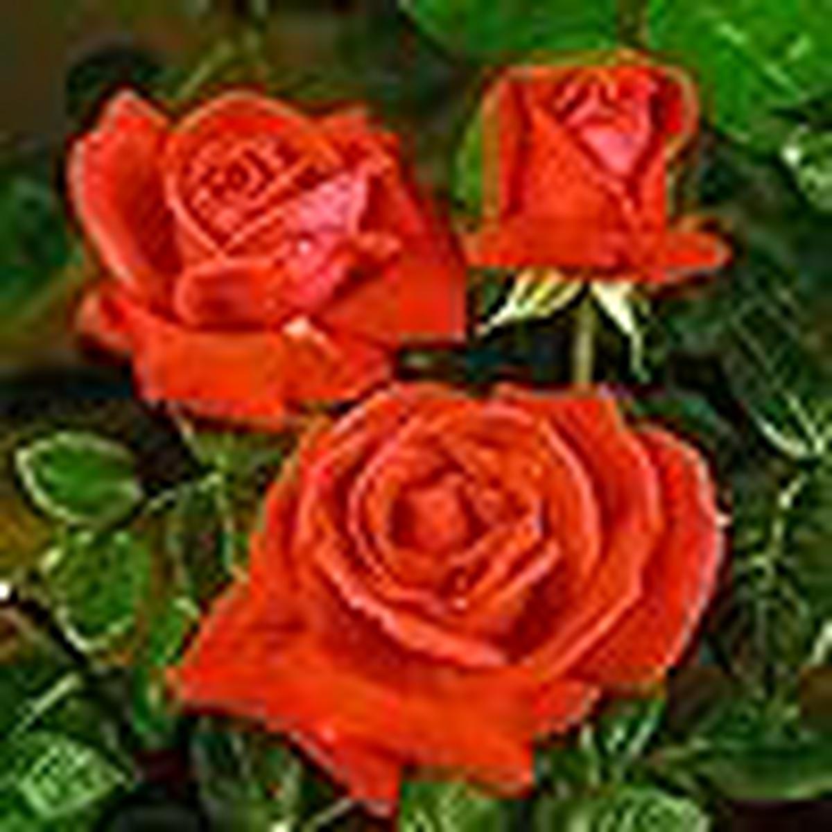 Tropicana Tea Rose Seeds for Planting Rosa hybrid for Flower Bed and Home Garden
