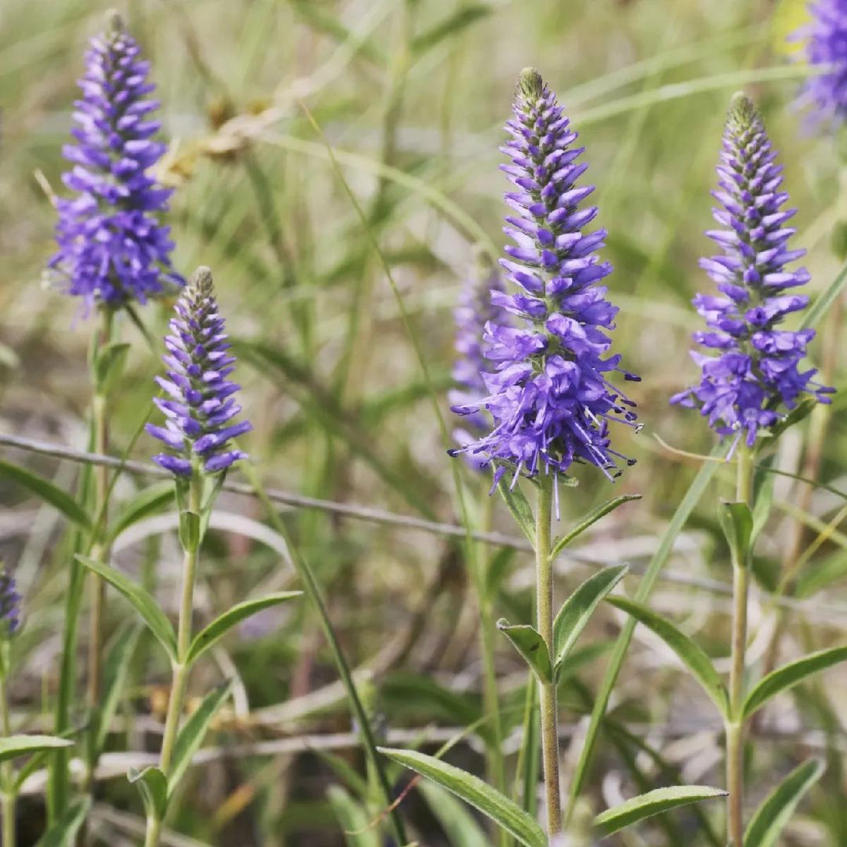 Veronica Spicata Flower seeds for Planting – Pollinator Friendly, Heirloom & GMO Free Seeds for Home Garden