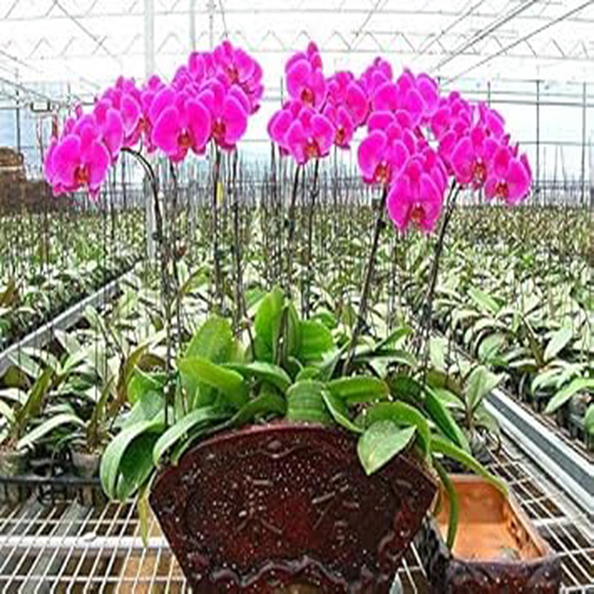 Violet Hydroponic Orchid Flower Seeds for Garden  Non-GMO, Heirloom, High Germination Seeds