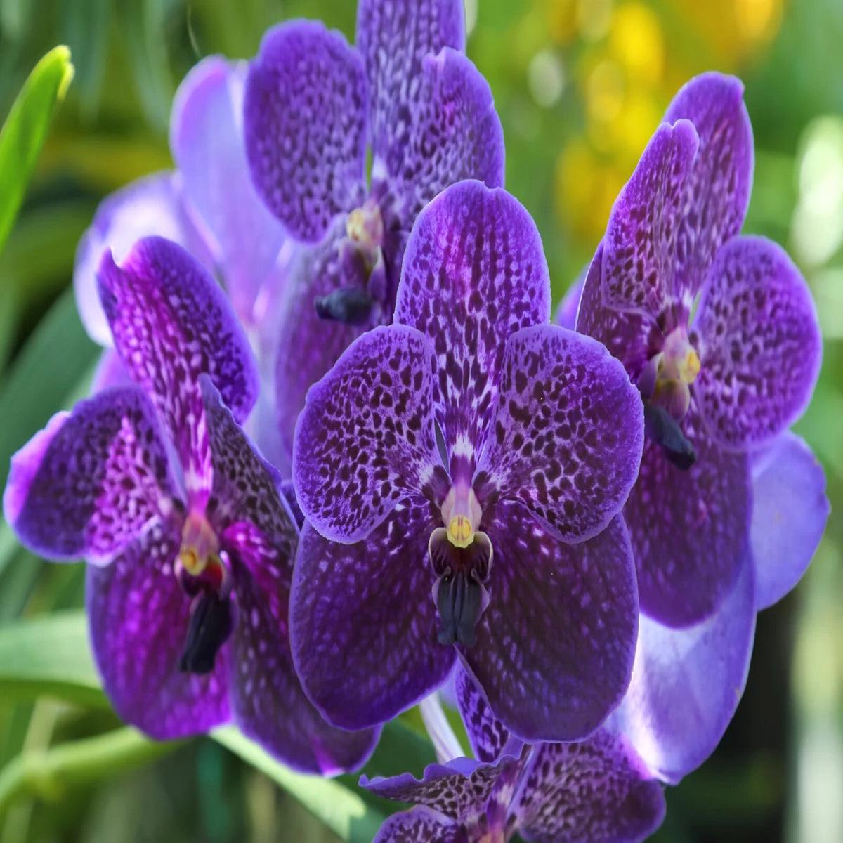 Violet Vanda Orchid Flower Seeds for Planting  Heirloom Non-GMO, High Germination Organic Garden Seeds