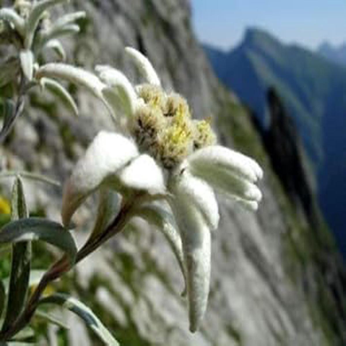 White Edelweiss Alpine Flower Seeds for Planting Heirloom, Non-GMO, High Germination Organic Garden Seeds