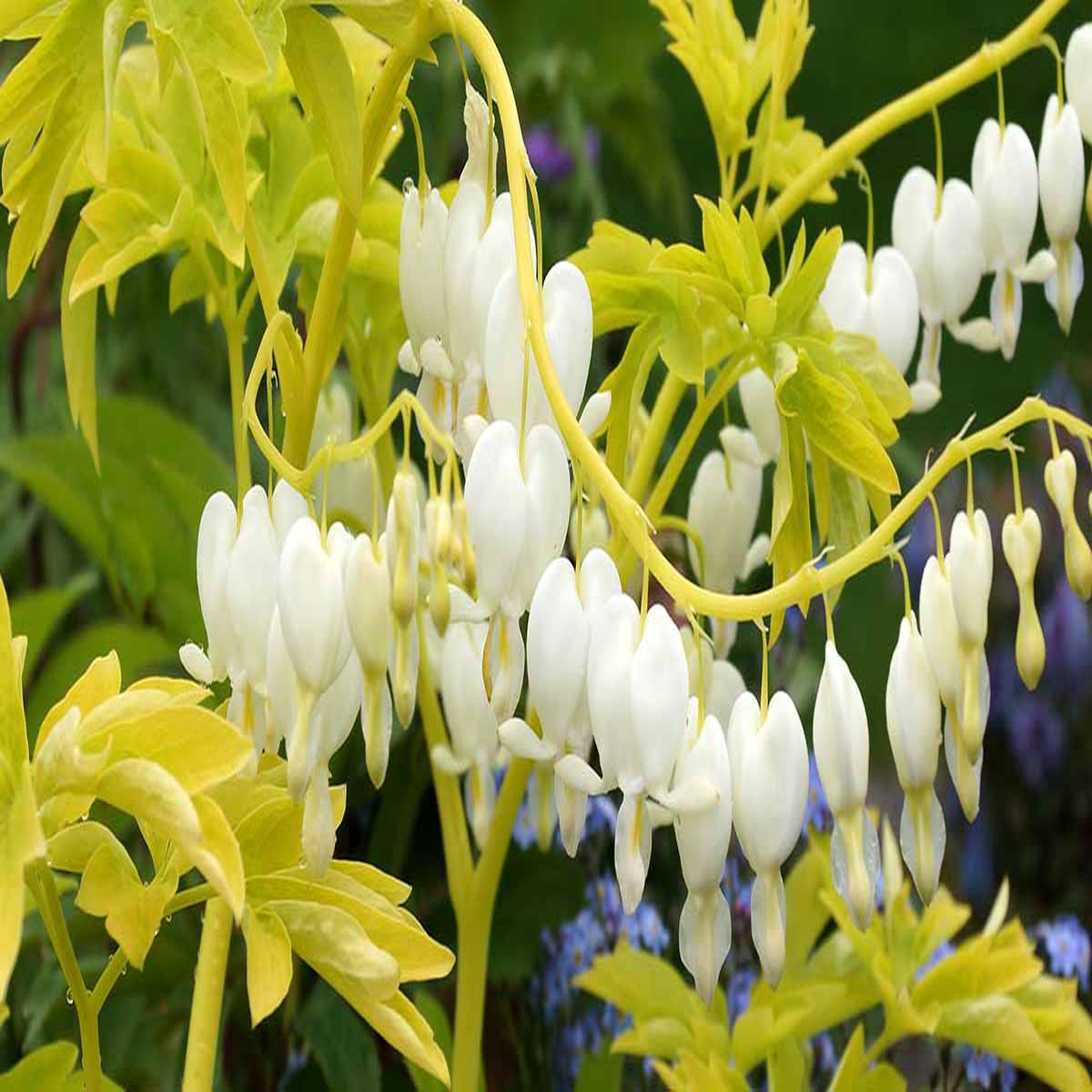 White Yellow Heart Flower Seeds for Planting  Heirloom Non-GMO High Germination Organic Garden Seeds
