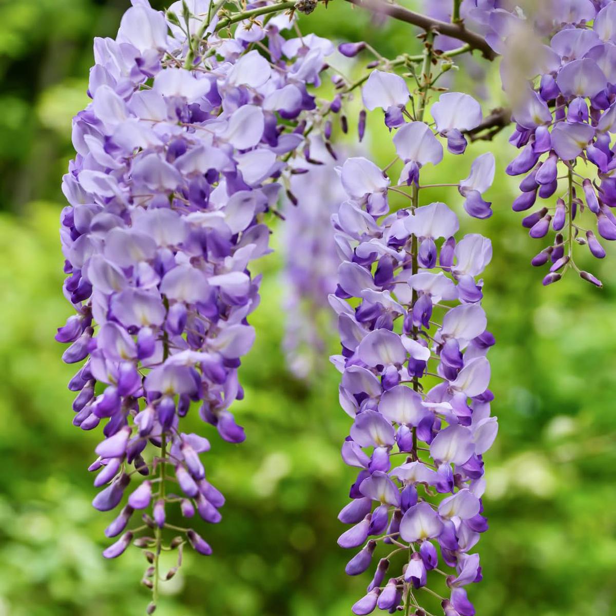 Wisteria Purple Flower Seeds for Planting Heirloom Non-GMO, High Germination Organic Garden Seeds
