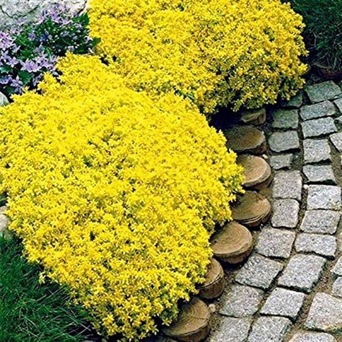 Yellow Aubrieta Flower Seeds for Planting Drought Tolerant Heirloom & GMO Free Seeds for Home Garden Sale