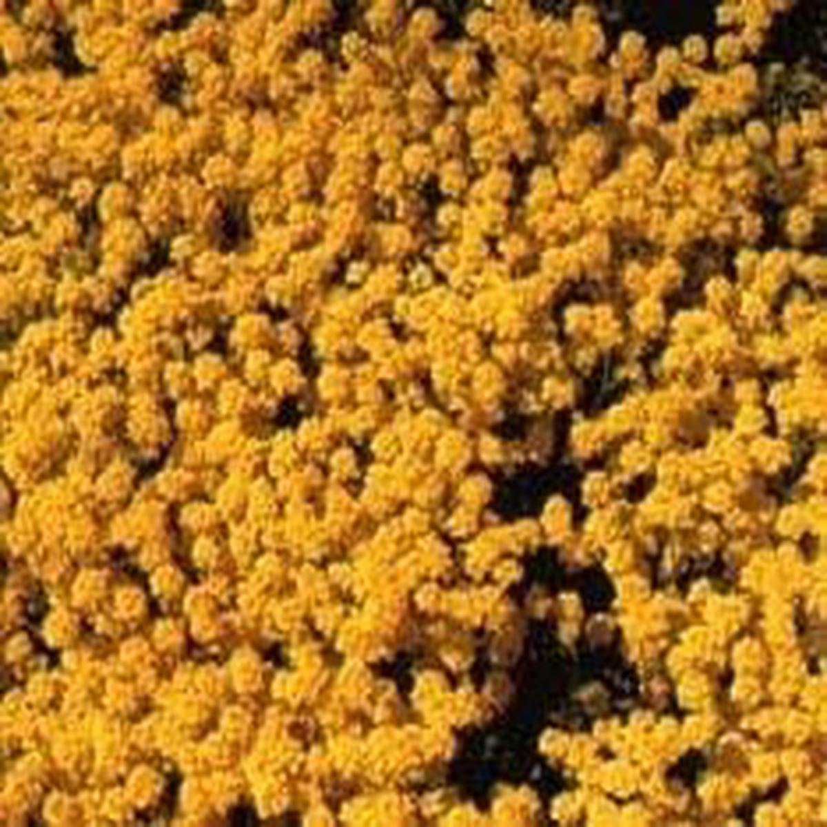 Yellow Aurinia Saxatilis Flower seeds for Planting – Drought Tolerant, Heirloom & GMO Free Seeds for Home Garden