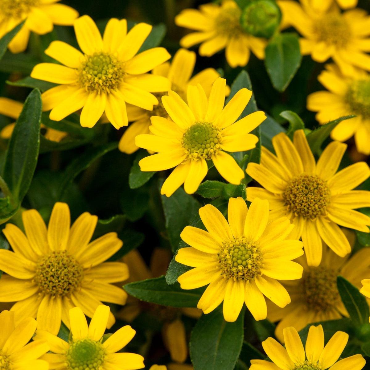 Yellow Sanvitalia Flower seeds for Planting – Shade Tolerant, Heirloom & GMO Free Seeds for Home Garden