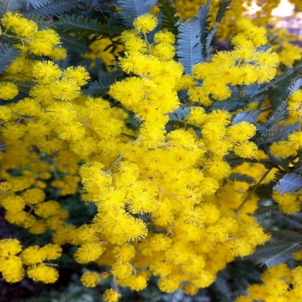 Acacia Baileyana Flower Seeds for Planting Heirloom, Non-GMO, Bright Blooms High Germination Seeds
