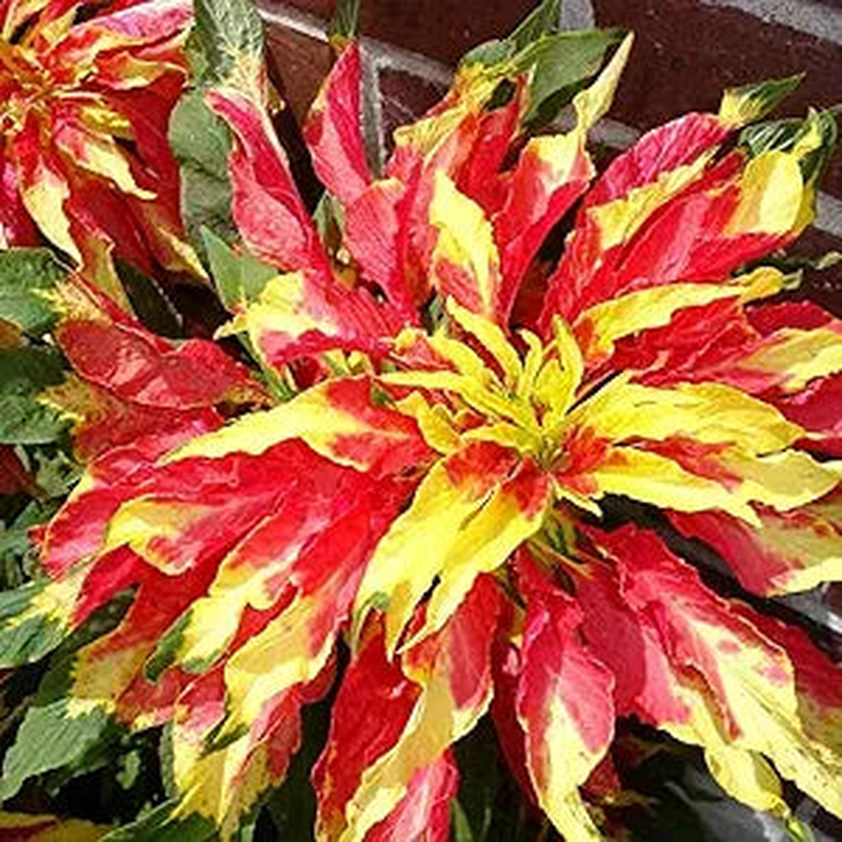 Amaranthus Tricolor Amaranthus spp Plant Seeds for Planting in Flower Bed