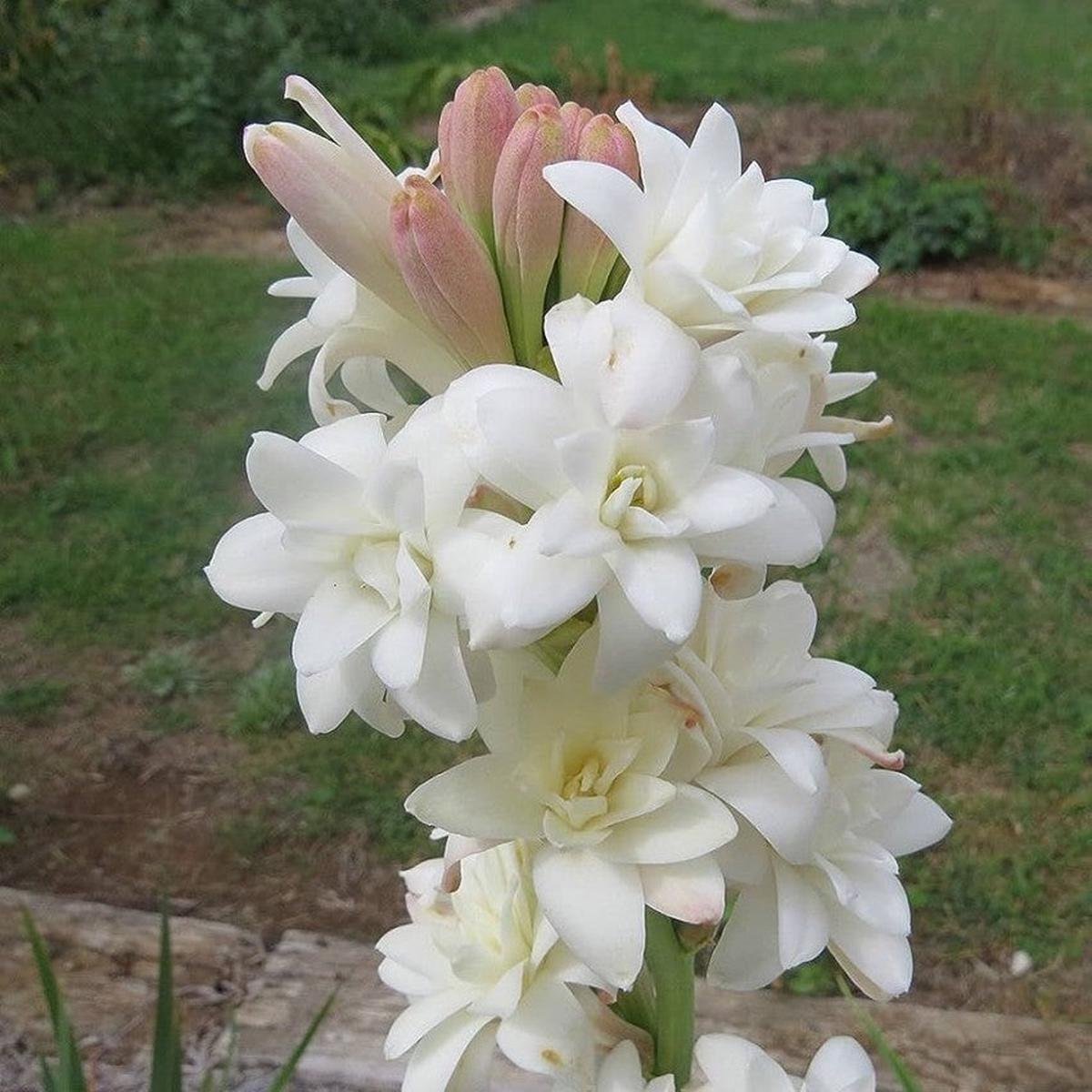 Asperata Flower Seeds for Planting, Unique Variety, 100 pcs