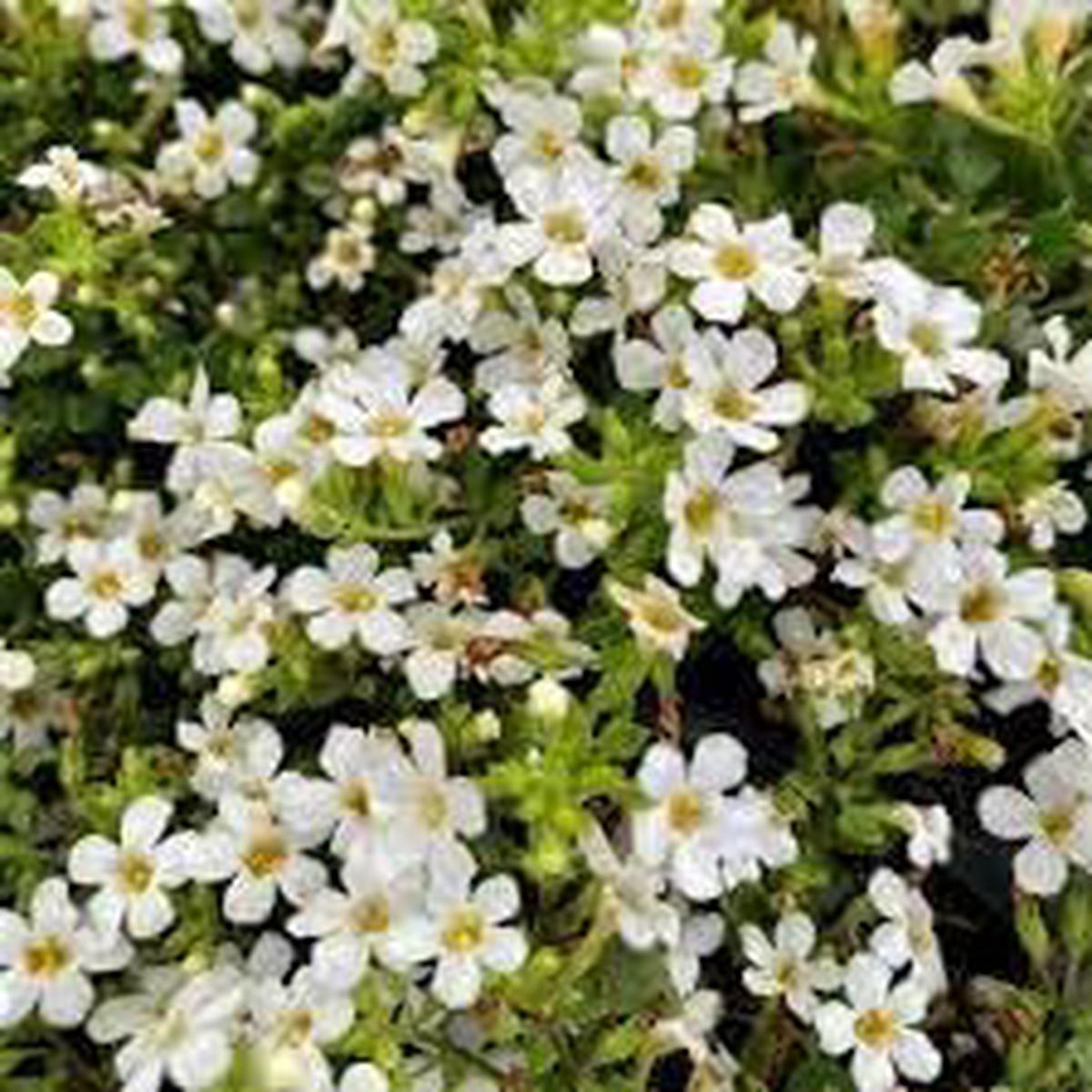 Bacopa Flower Seeds for Planting – 100 pcs