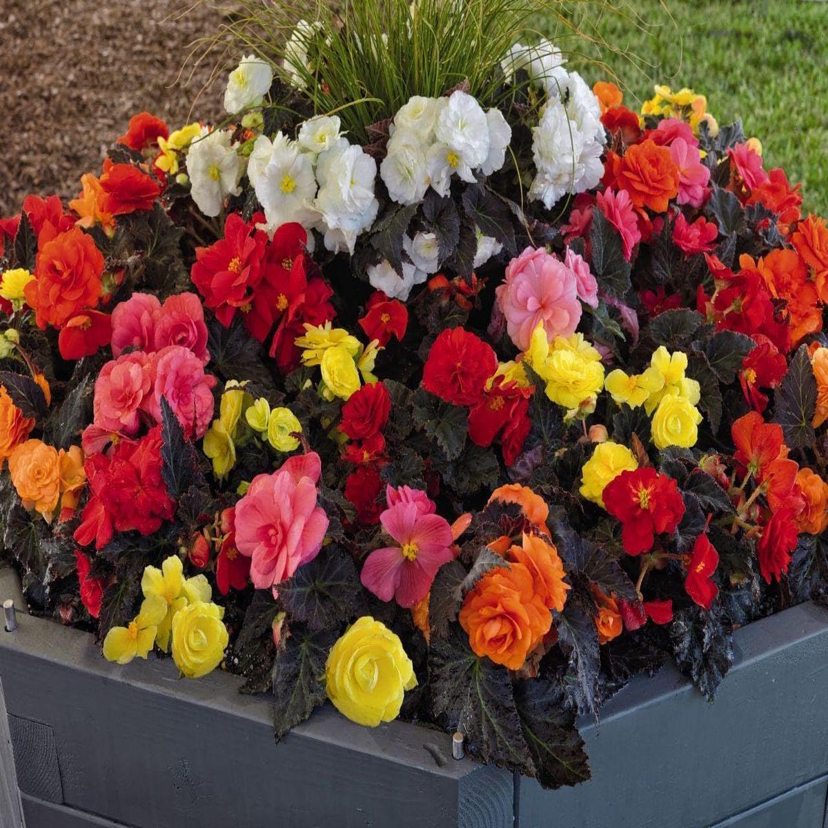 Begonia Mixed Flower Seeds for Planting  Vibrant Multi-Color Blooms  Heirloom, Non-GMO, High Germination
